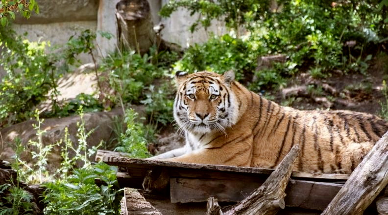 Tiger im Leipziger Zoo